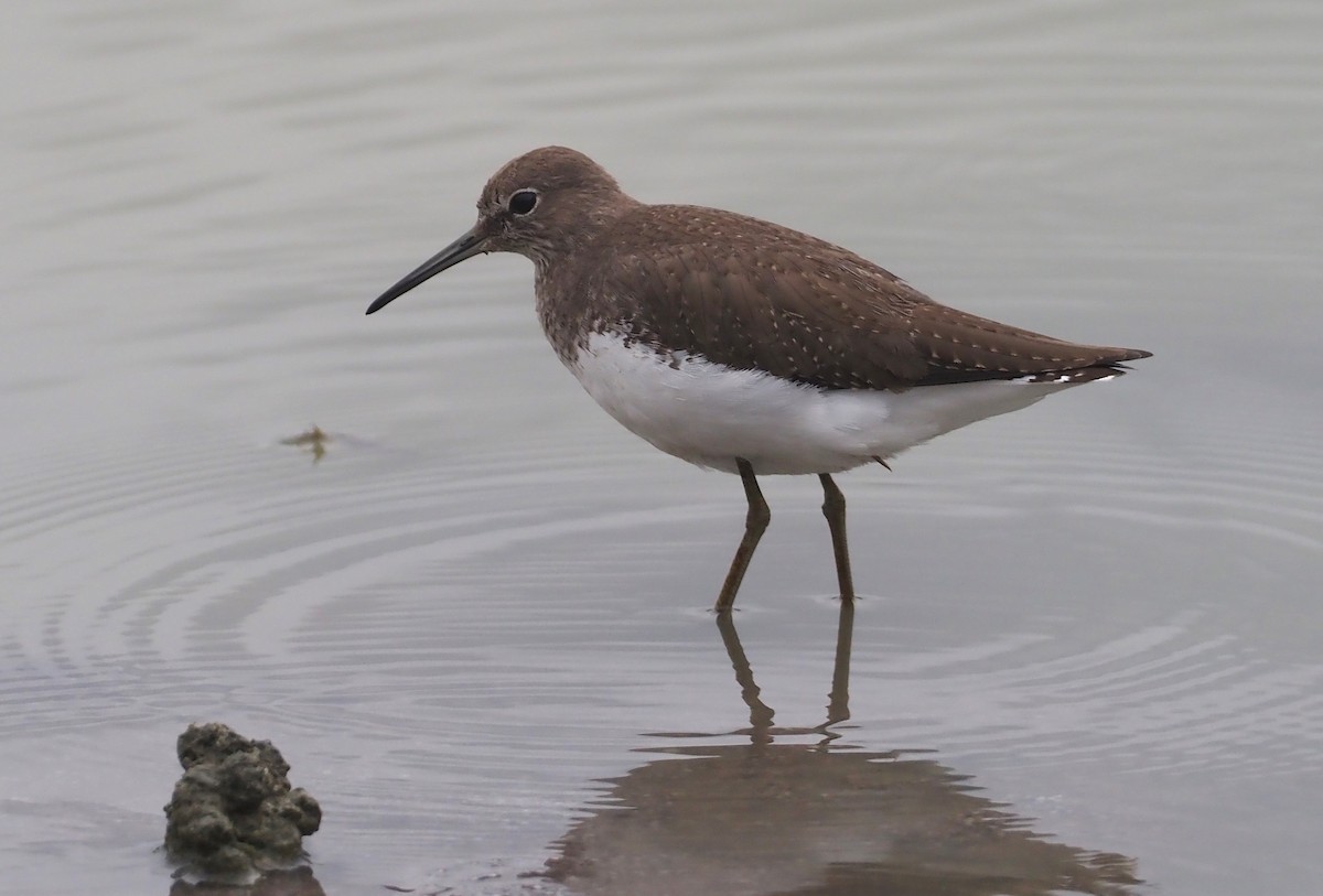 Green Sandpiper - ML613245418