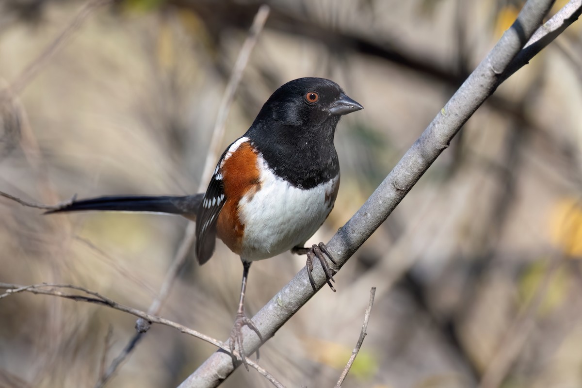 Spotted Towhee - ML613245419