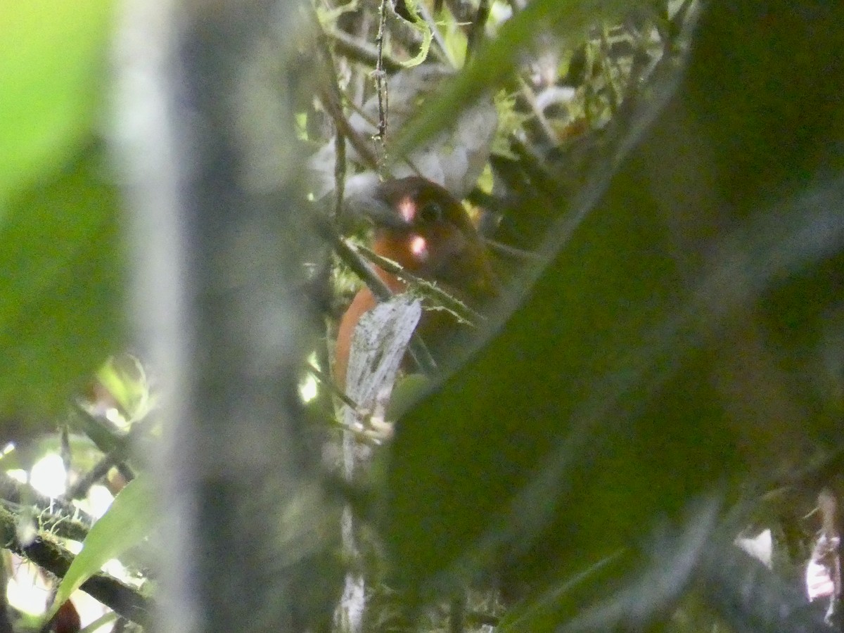 Перуанская питтовая муравьеловка - ML613245451