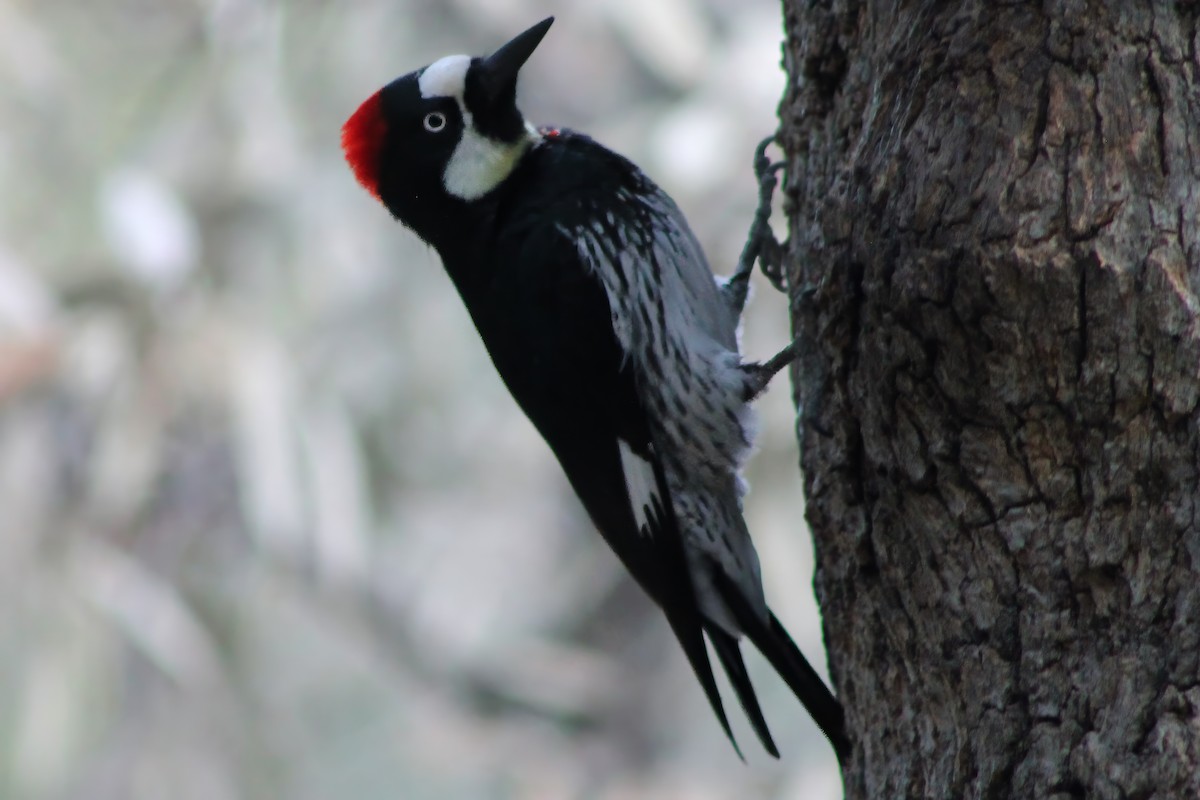 Acorn Woodpecker - ML613245464