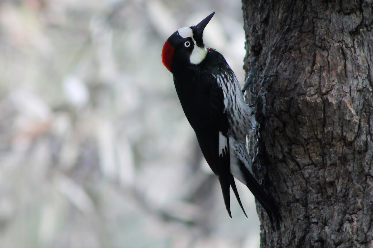 Acorn Woodpecker - ML613245465