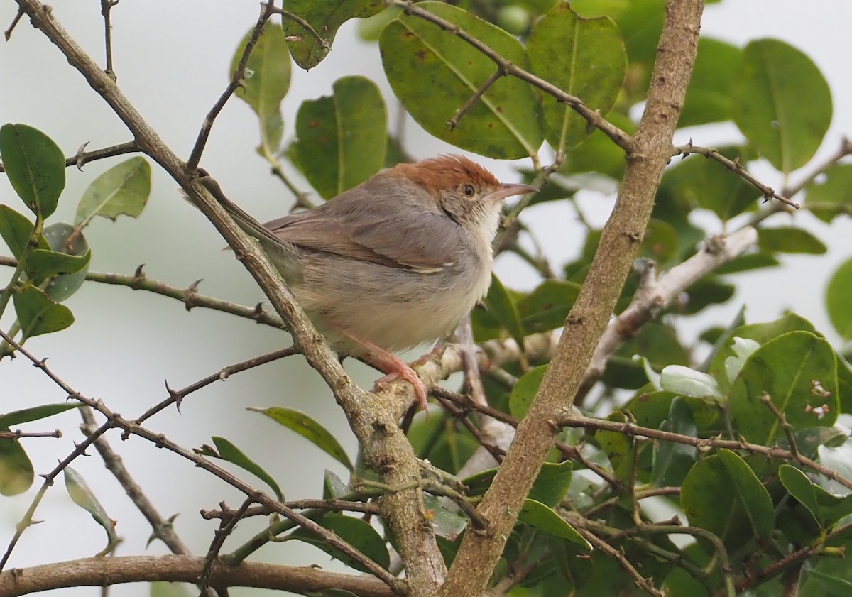 Tabora Cisticola - ML613245468