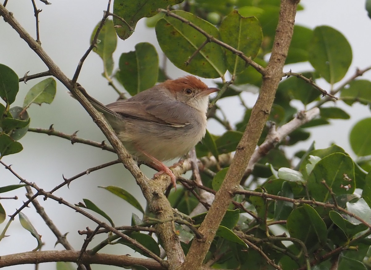 Tabora Cisticola - Stephan Lorenz