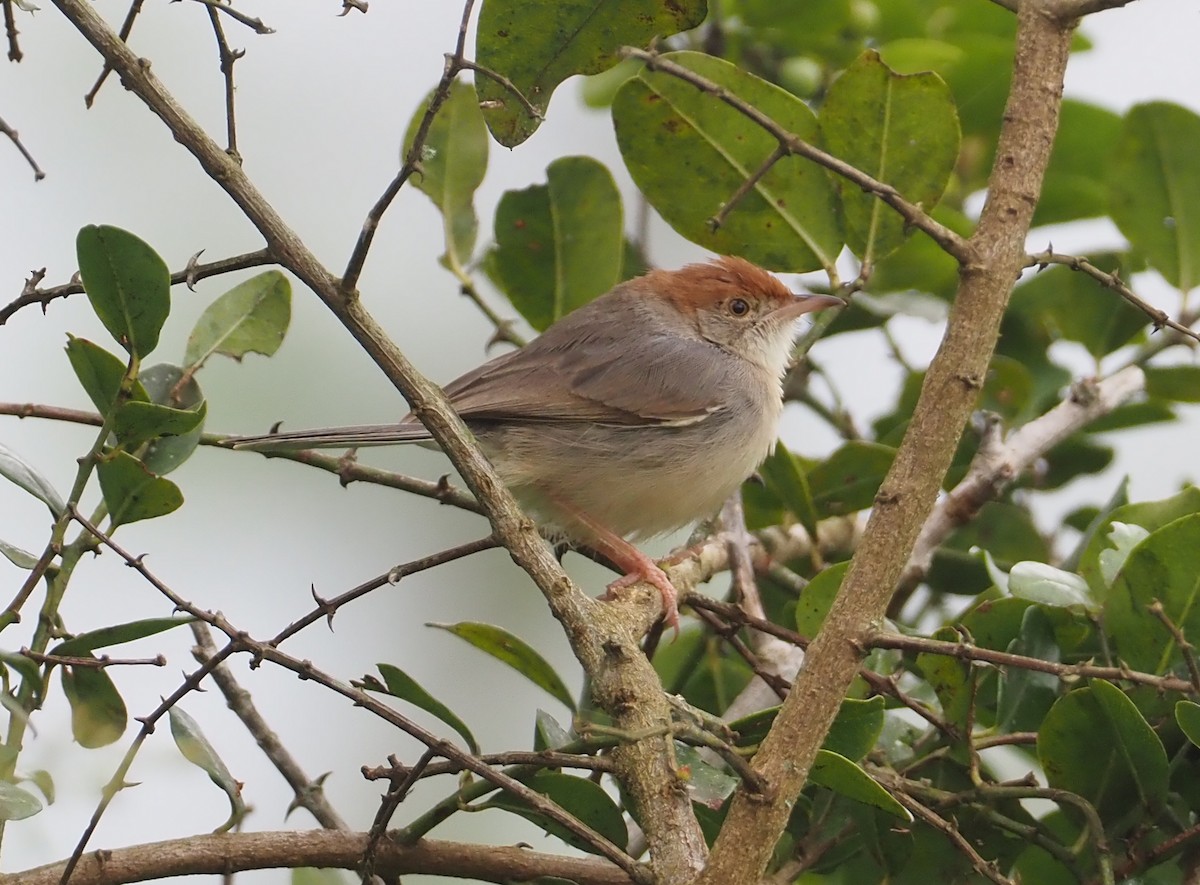 Tabora Cisticola - ML613245506