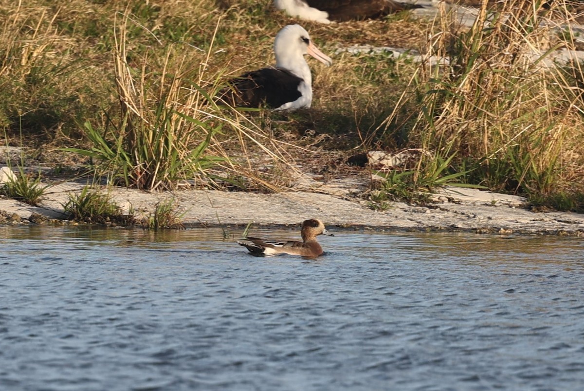 Eurasian x American Wigeon (hybrid) - ML613245508