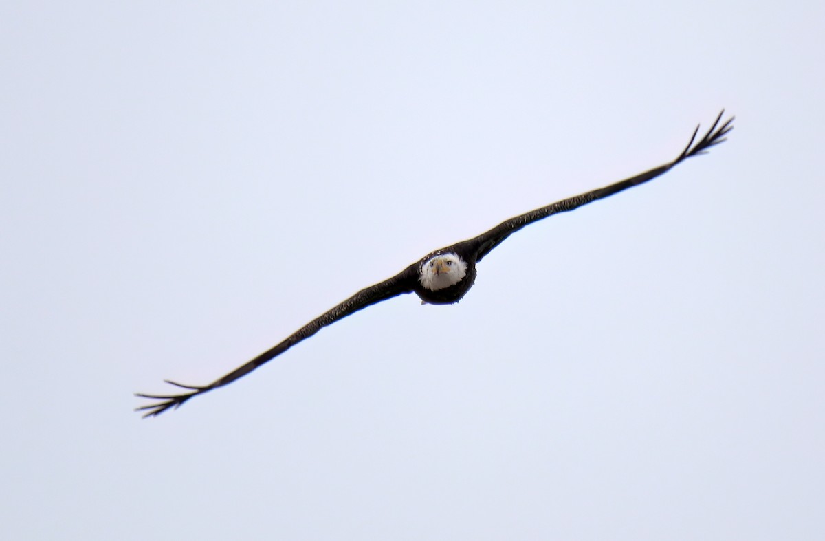 Bald Eagle - ML613245509