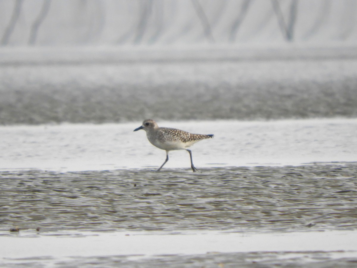 Black-bellied Plover - Harsh Kalavadiya