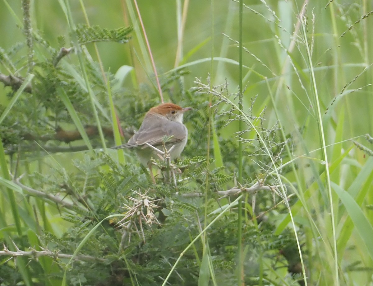 Tabora Cisticola - Stephan Lorenz