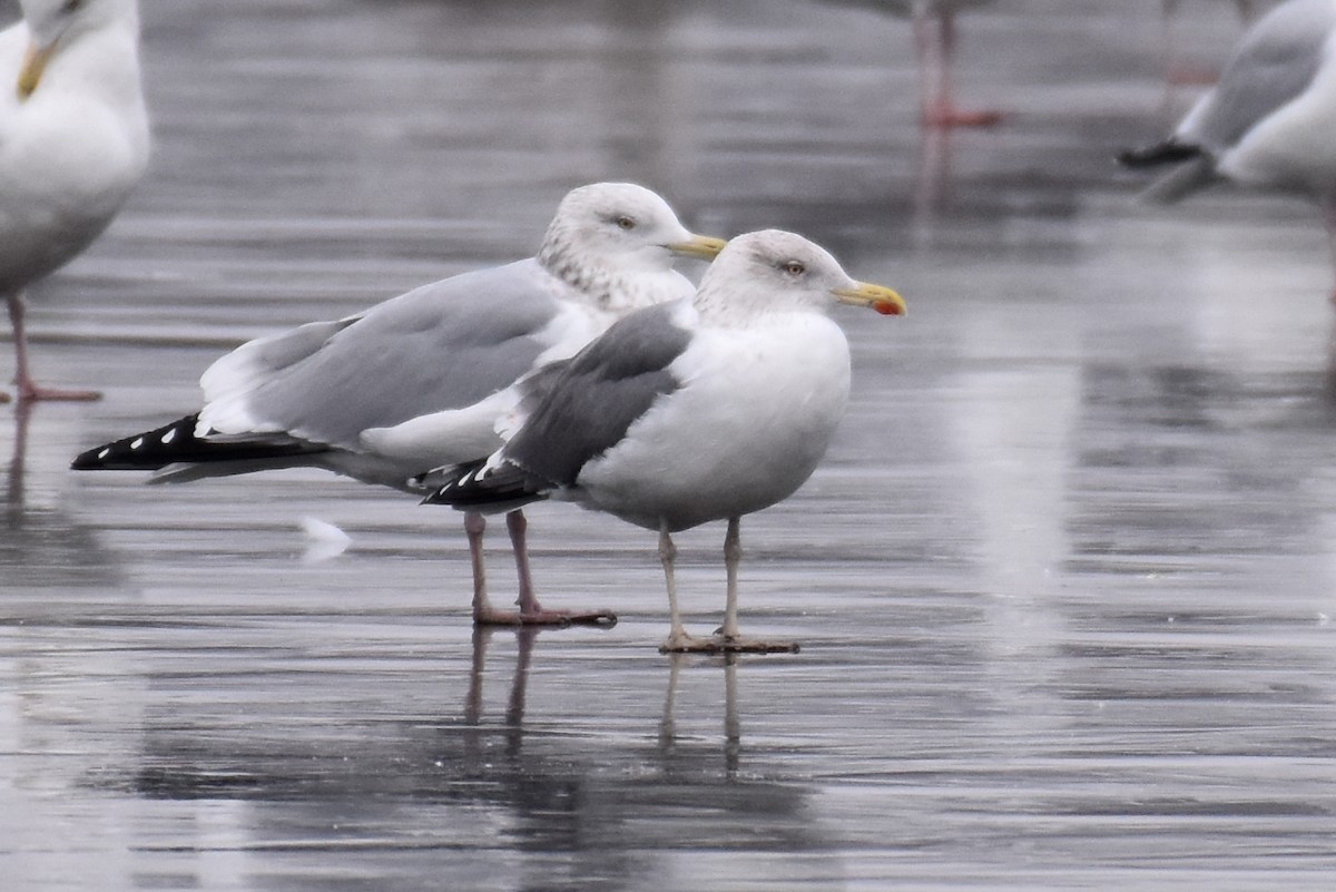 Lesser Black-backed Gull - ML613245562