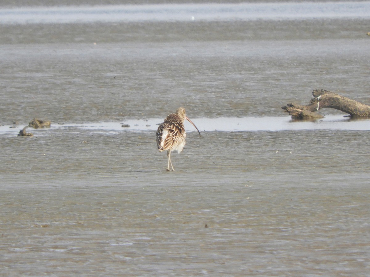 Eurasian Curlew - ML613245572