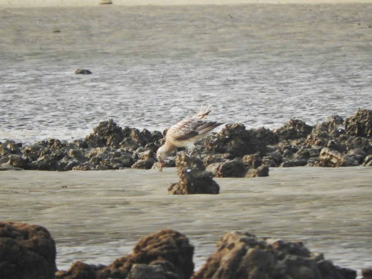 Bar-tailed Godwit - Harsh Kalavadiya