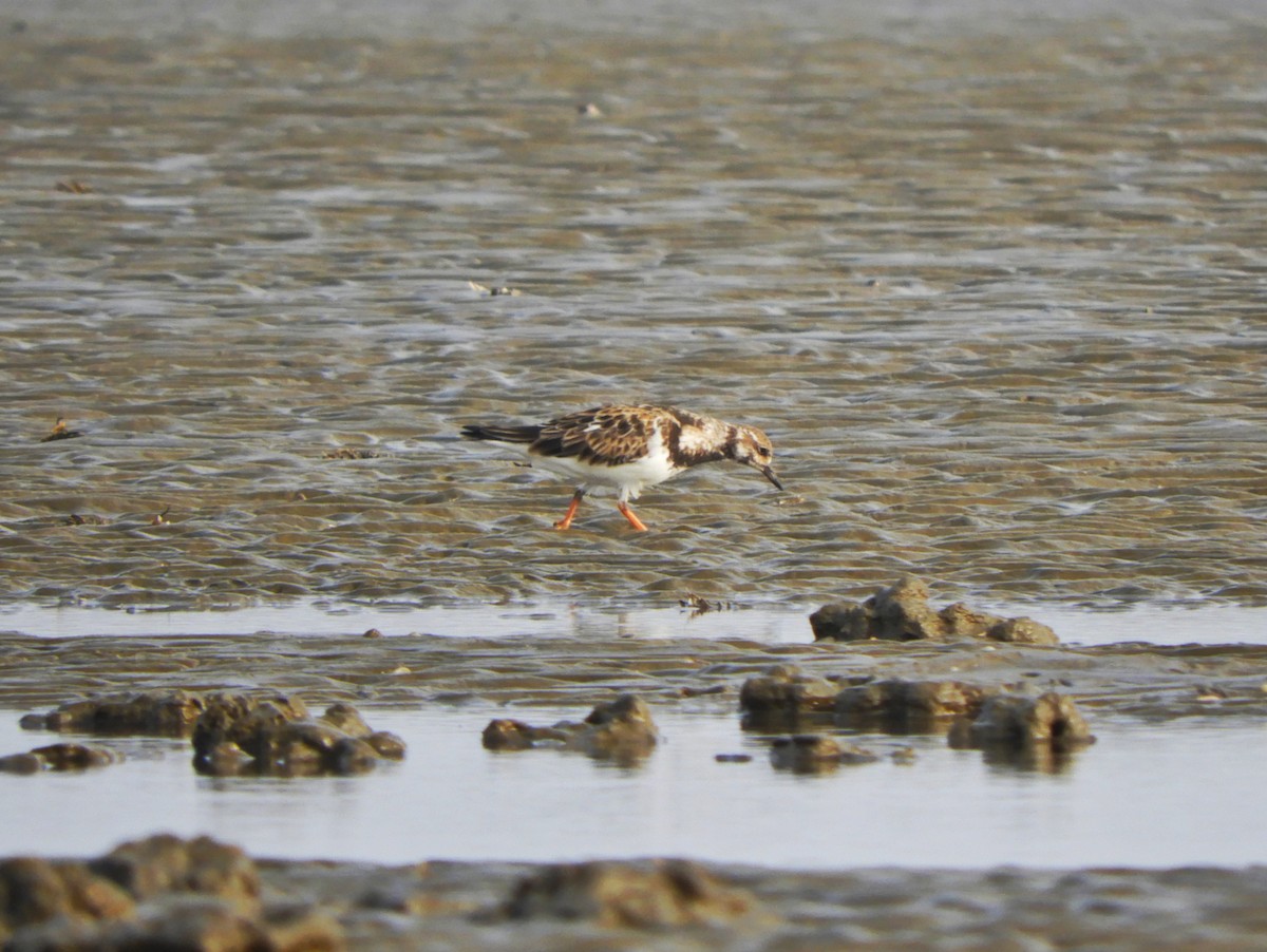 Ruddy Turnstone - Harsh Kalavadiya