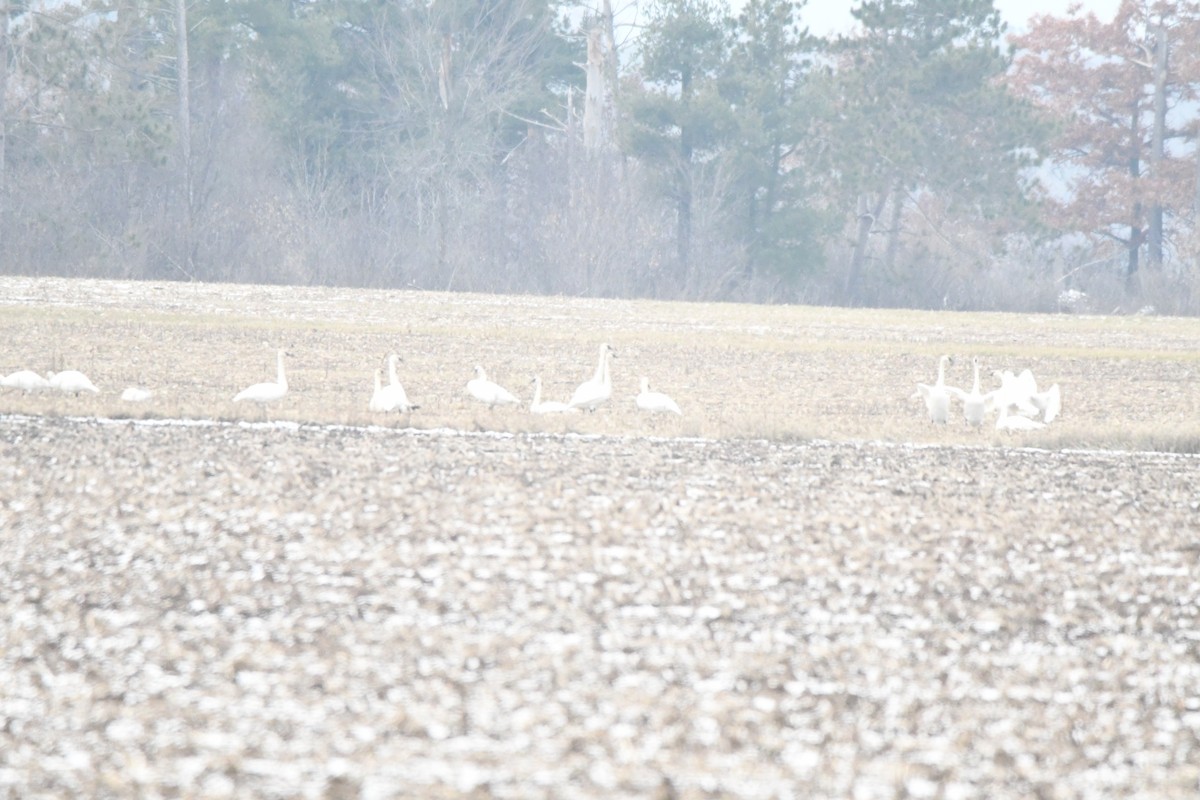 Trumpeter Swan - mark perry