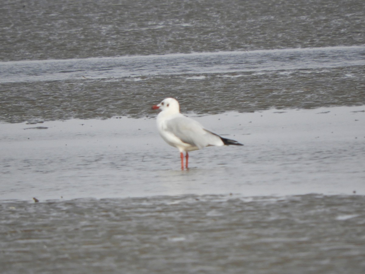 Black-headed Gull - Harsh Kalavadiya