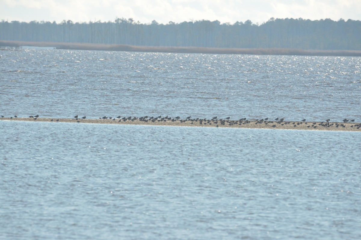 Black-bellied Plover - ML613245619