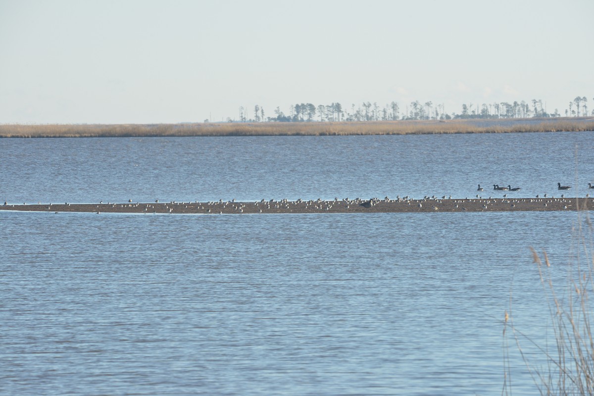 Black-bellied Plover - ML613245620