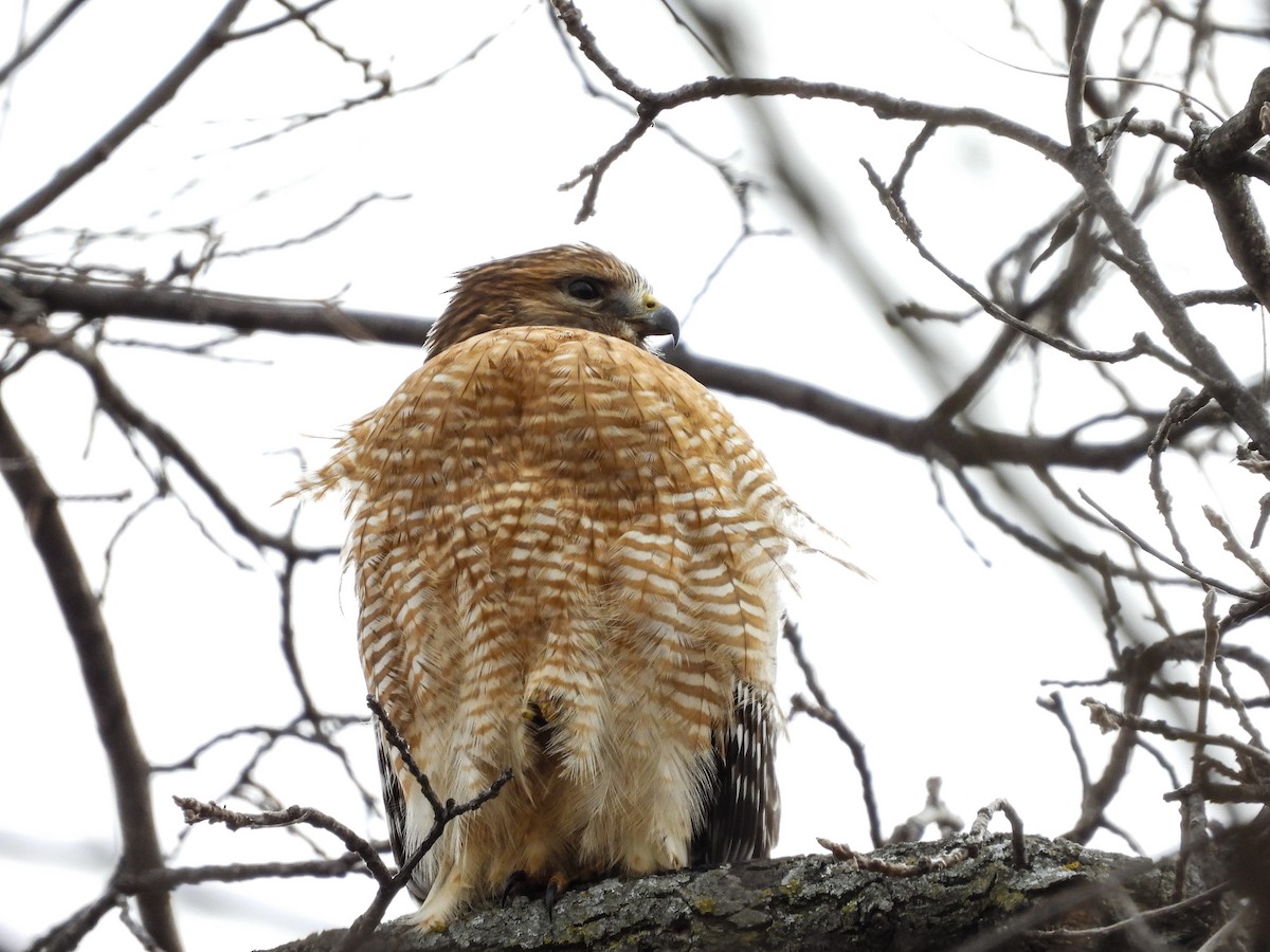 Red-shouldered Hawk - ML613245634