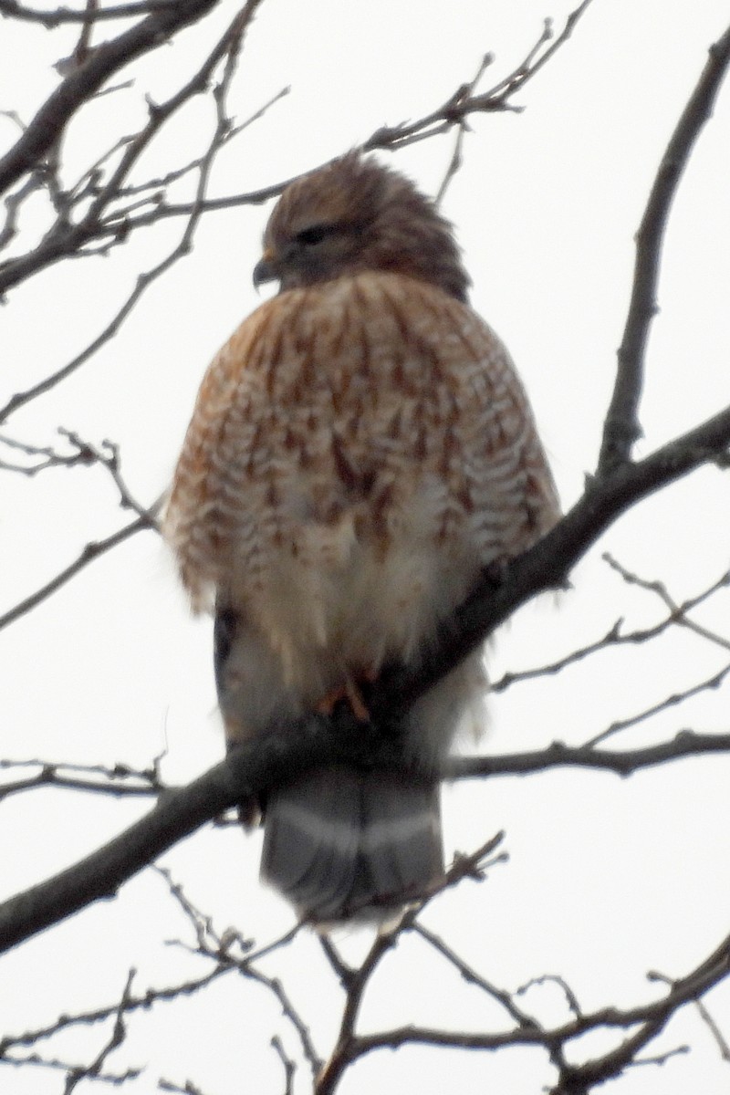 Red-shouldered Hawk - ML613245661