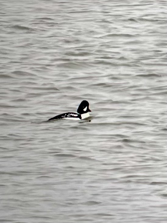 Barrow's Goldeneye - ML613245664