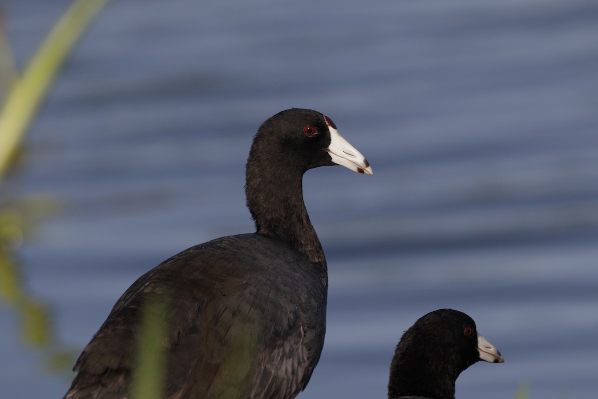 American Coot - ML613245683