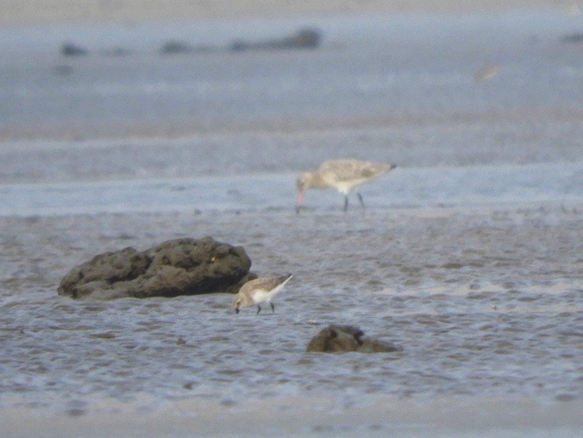 Temminck's Stint - Harsh Kalavadiya