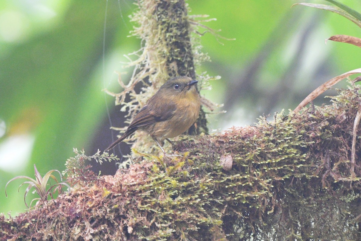 Bronze-olive Pygmy-Tyrant - Liz Harper