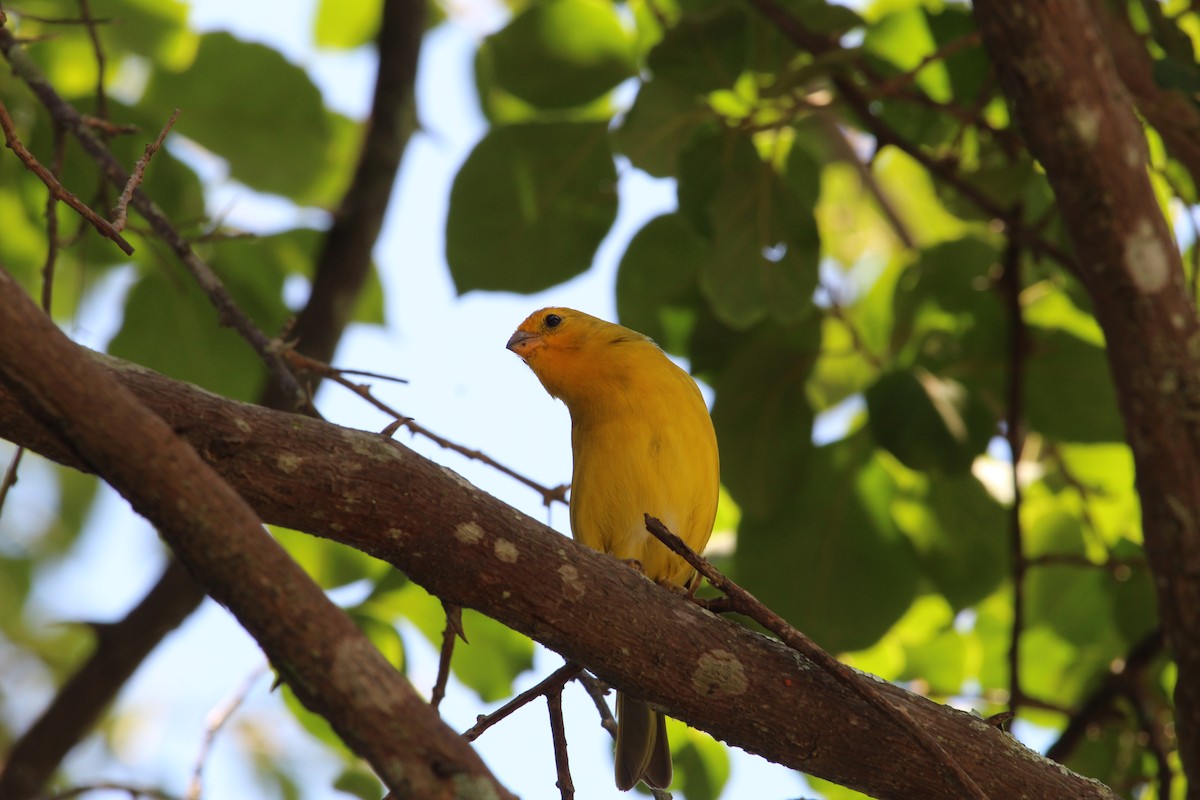Saffron Finch - ML613245756