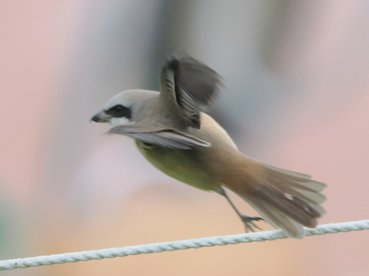 Brown Shrike - Charles Lam