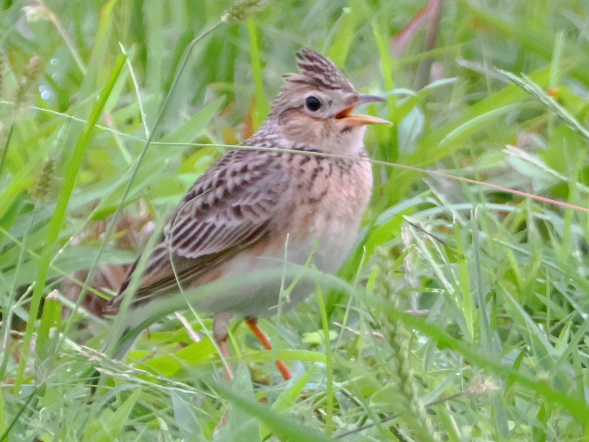 Oriental Skylark - Charles Lam