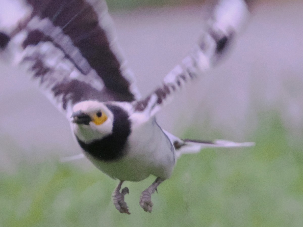 Black-collared Starling - Charles Lam