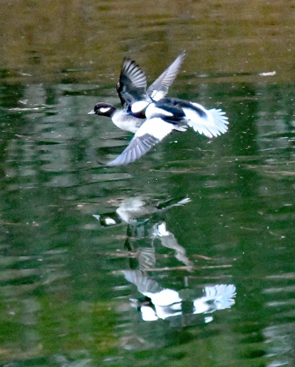 Bufflehead - ML613245825