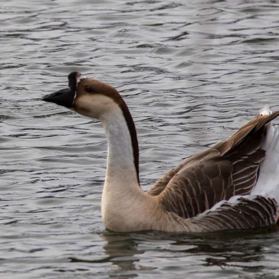 Swan Goose - ML613245843