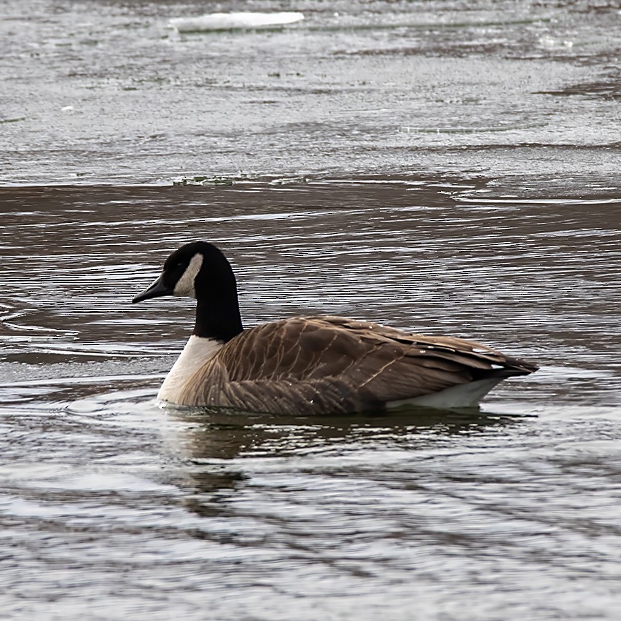 Canada Goose - ML613245865