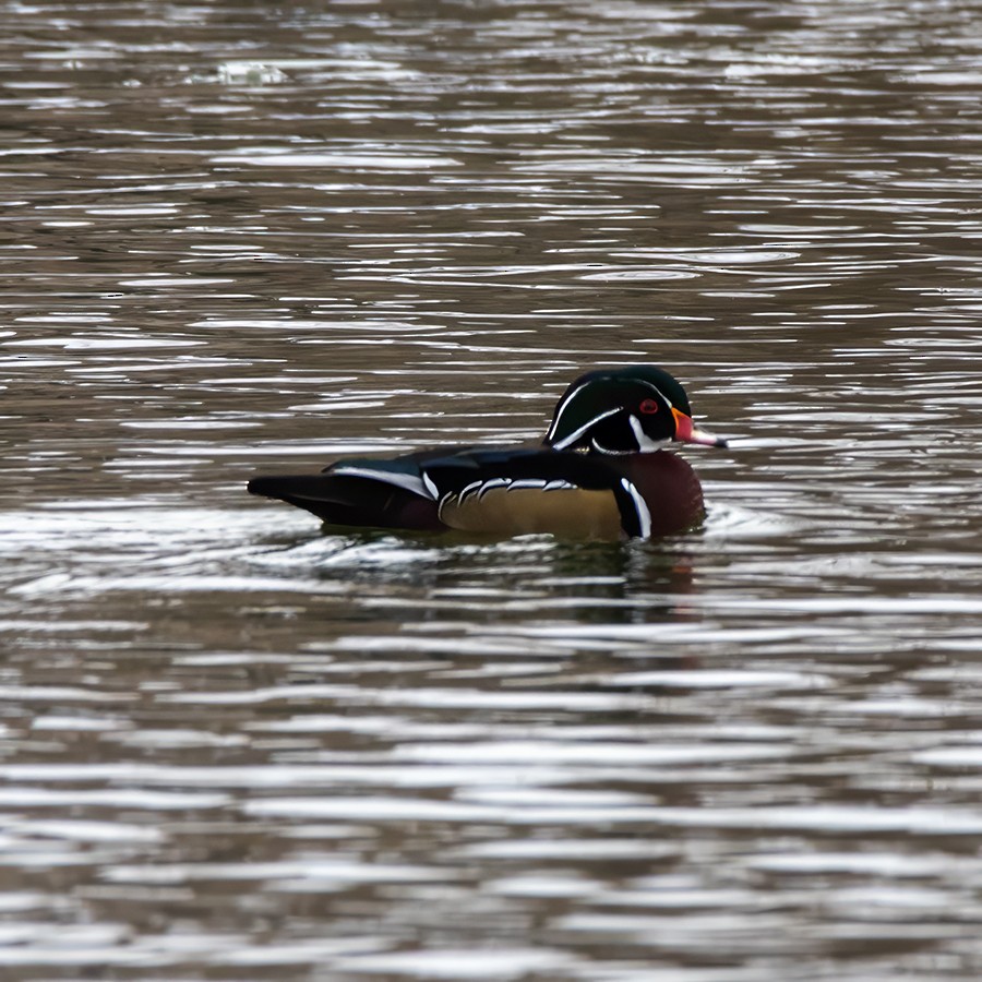 Wood Duck - ML613245872