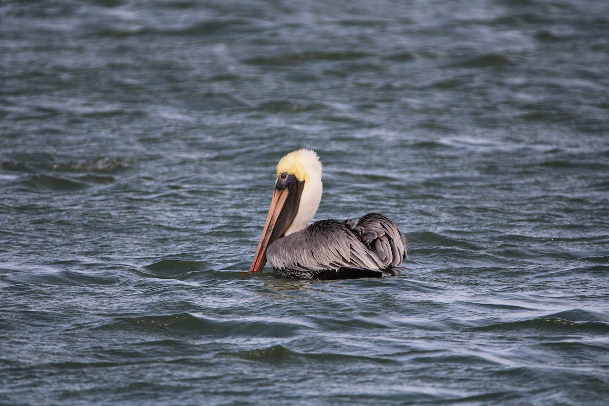 Brown Pelican - Kristie Tobin