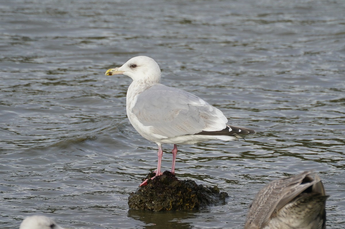 Iceland Gull (Thayer's) - ML613245927