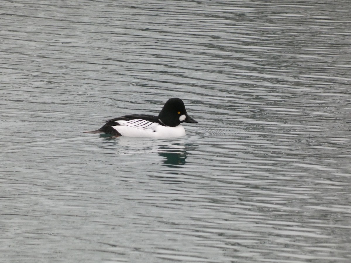 Common Goldeneye - ML613245968