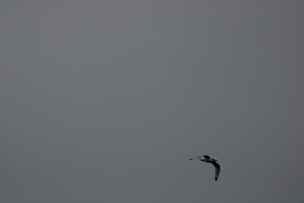 Black-legged Kittiwake - ML613245973