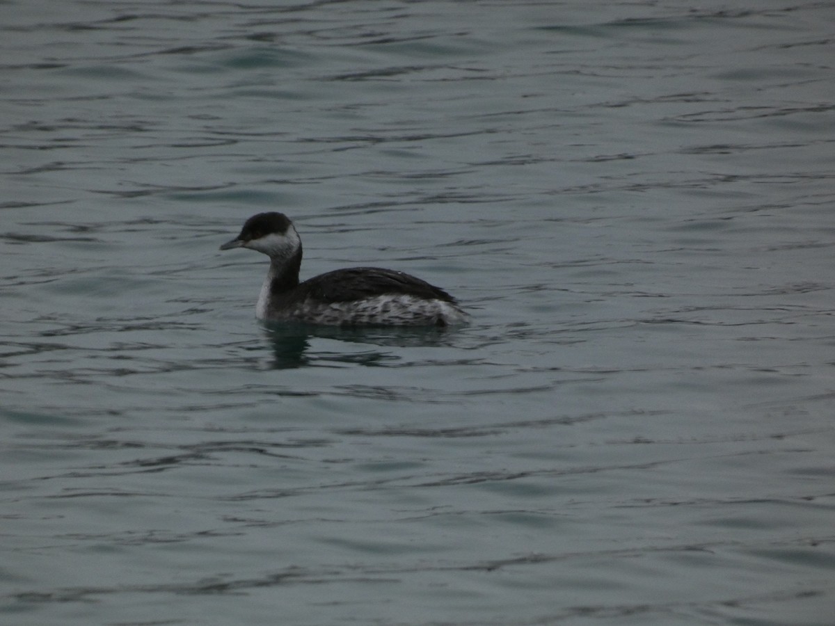 Horned Grebe - ML613246001