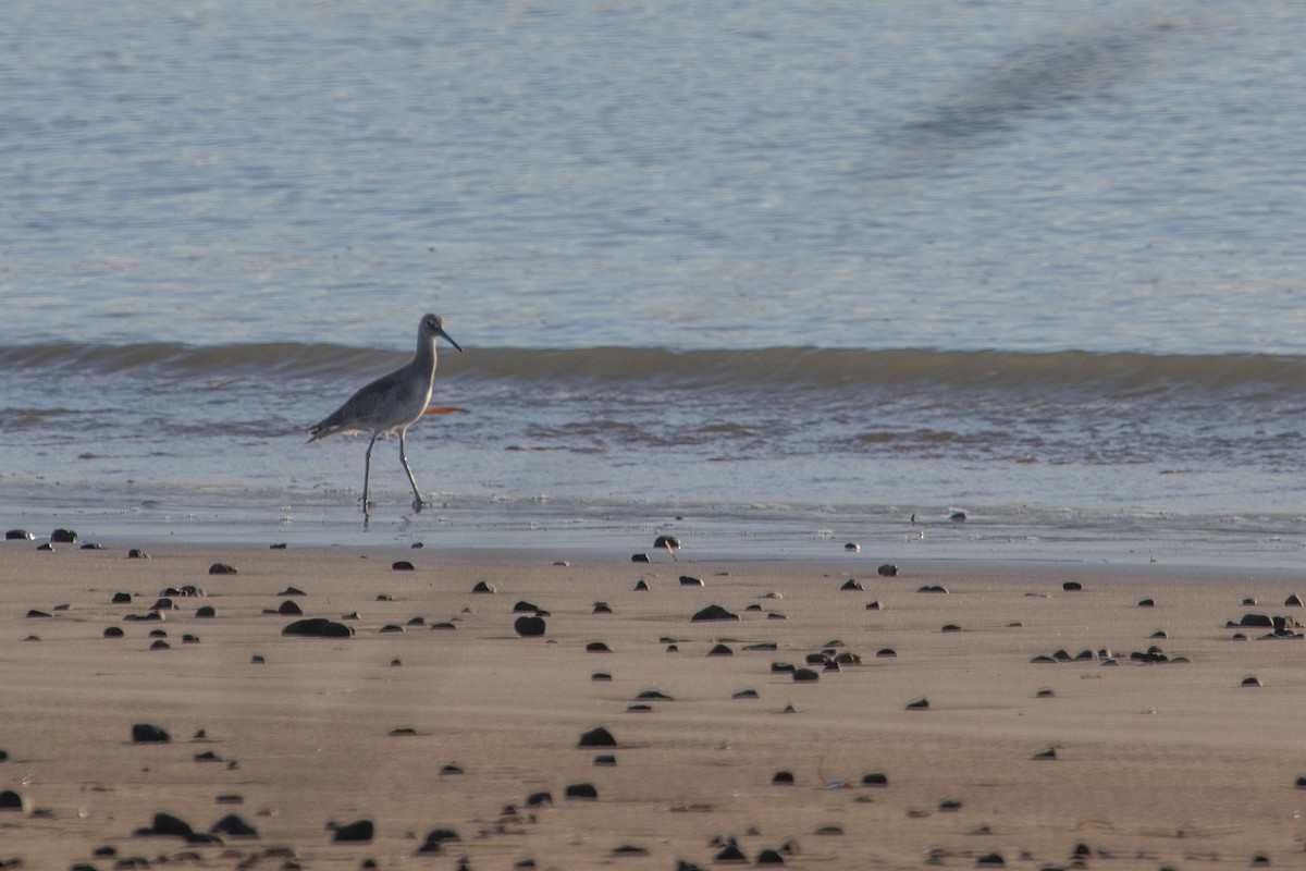 Willet - ML613246040