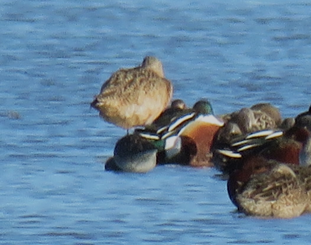 Marbled Godwit - ML613246080