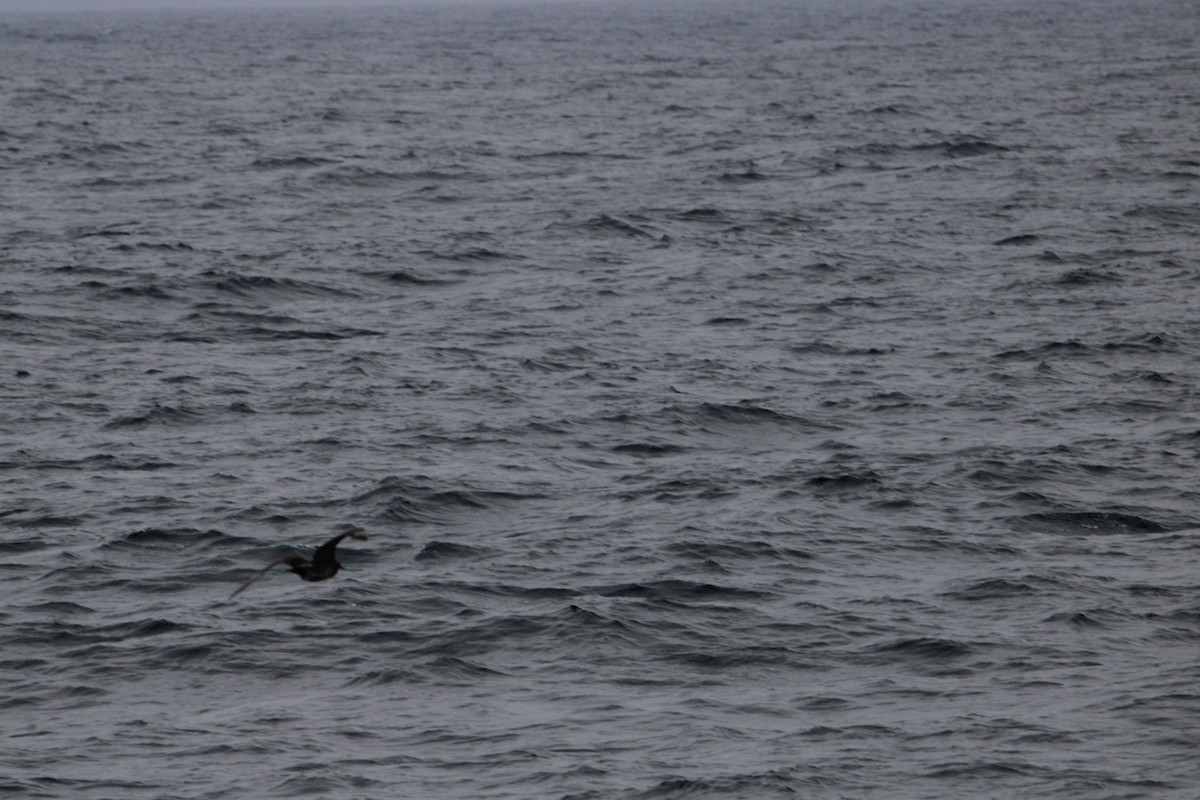 Pomarine Jaeger - Sundar Laks