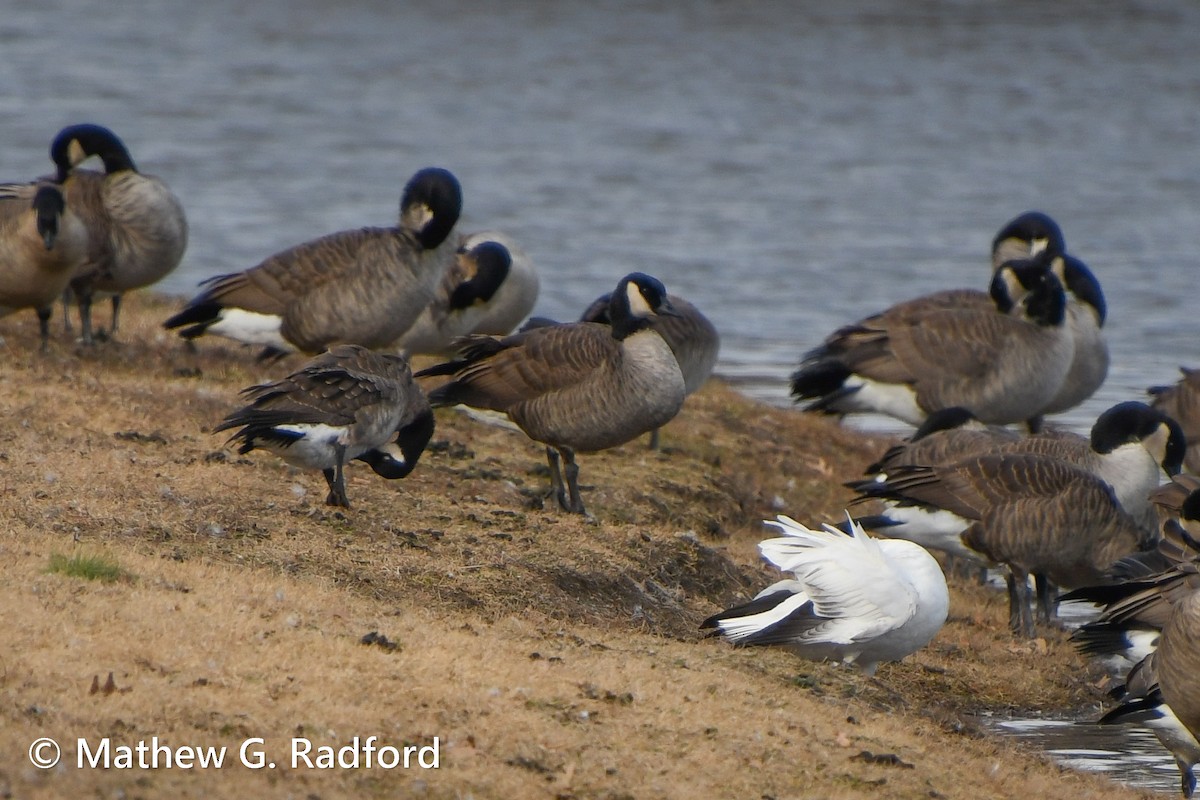 Cackling Goose - Mathew Radford