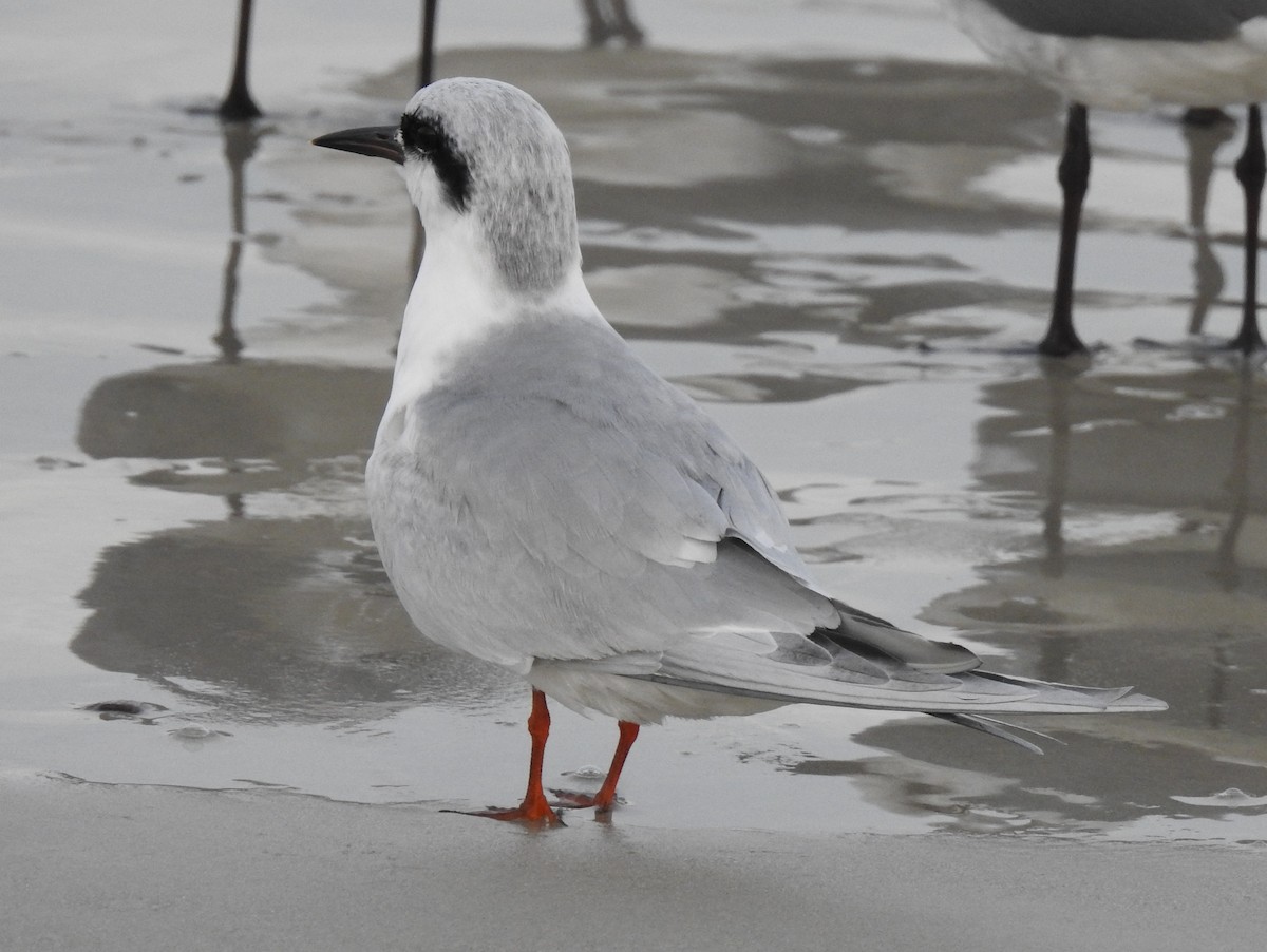 Forster's Tern - Chris Wiles