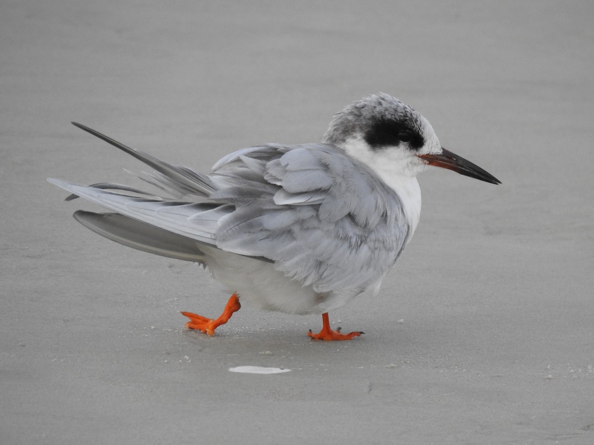 Forster's Tern - Chris Wiles