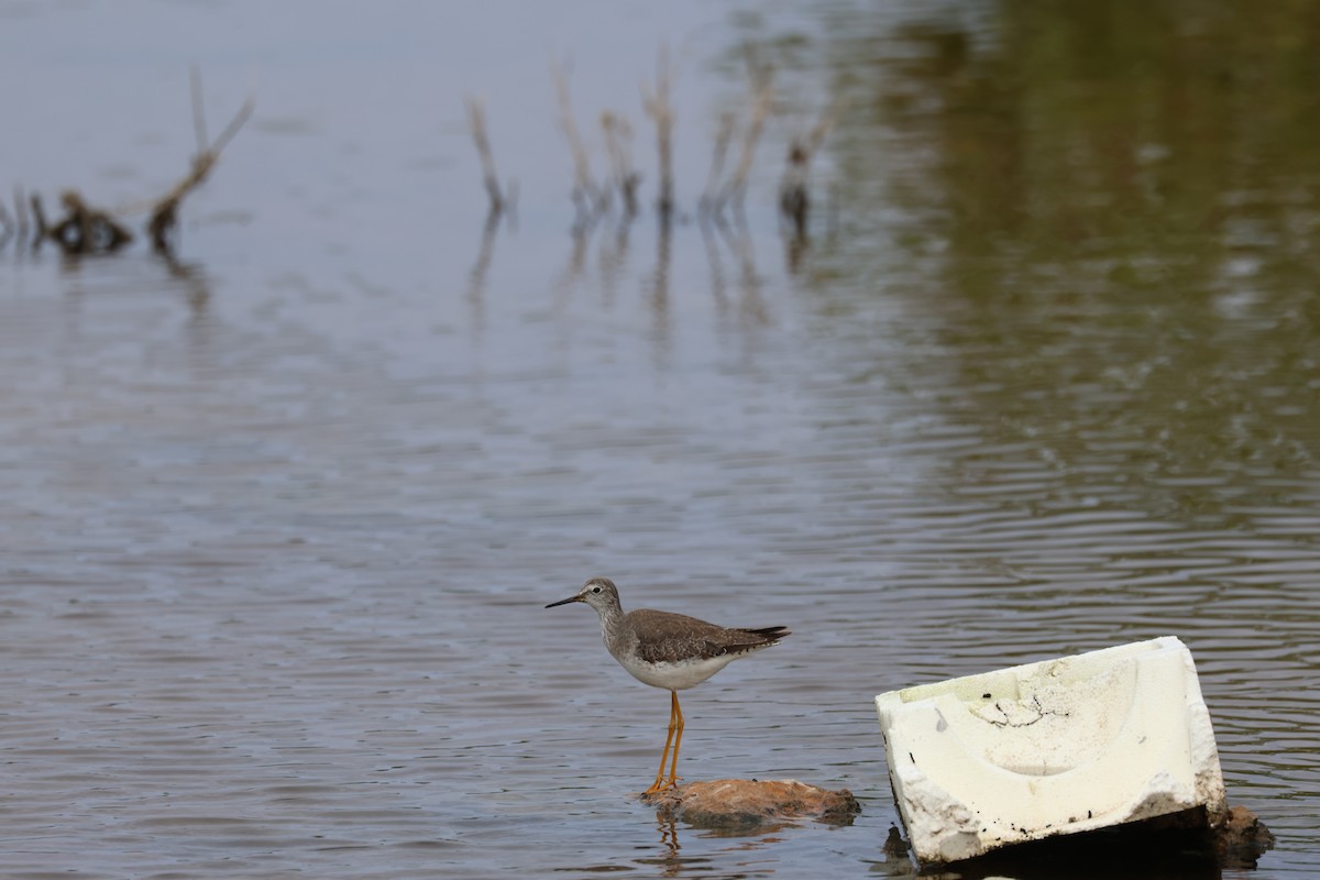 Lesser Yellowlegs - ML613246209