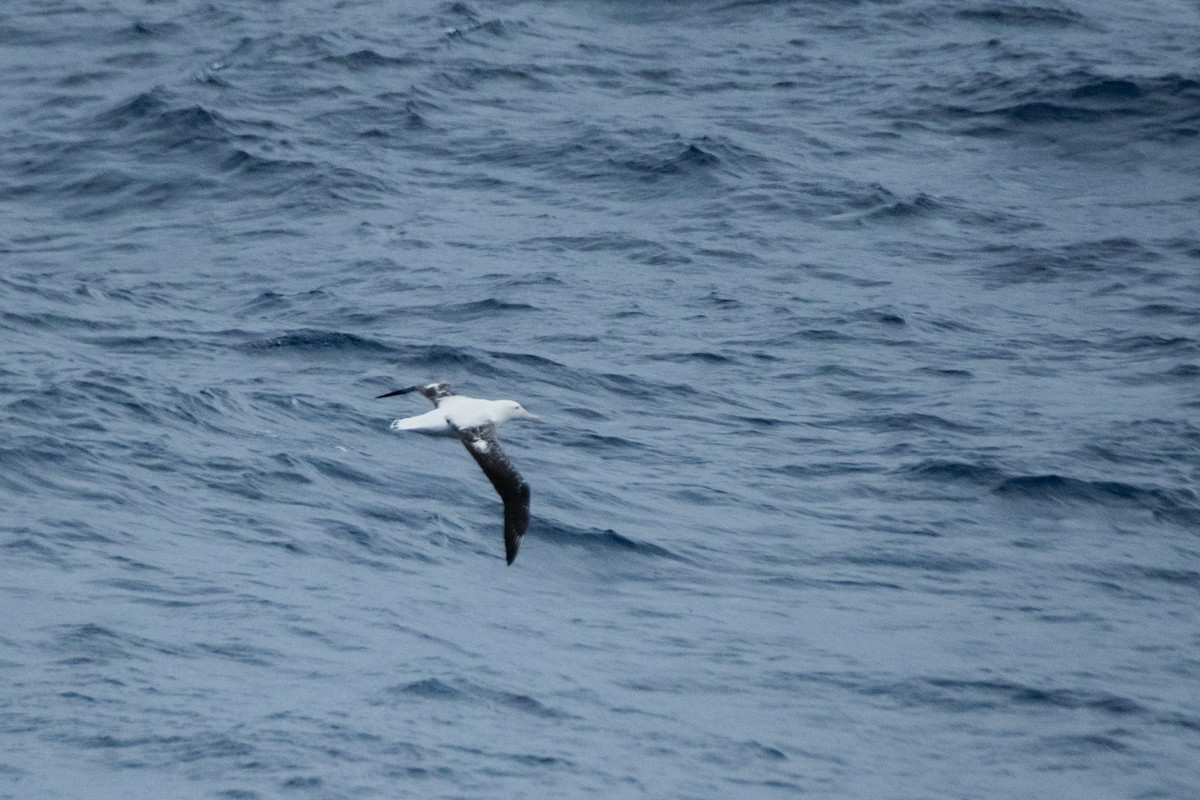 Albatros de Tristan da Cunha - ML613246233