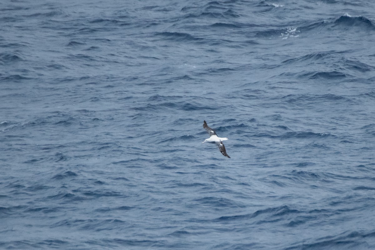 Albatros de Tristan da Cunha - ML613246234