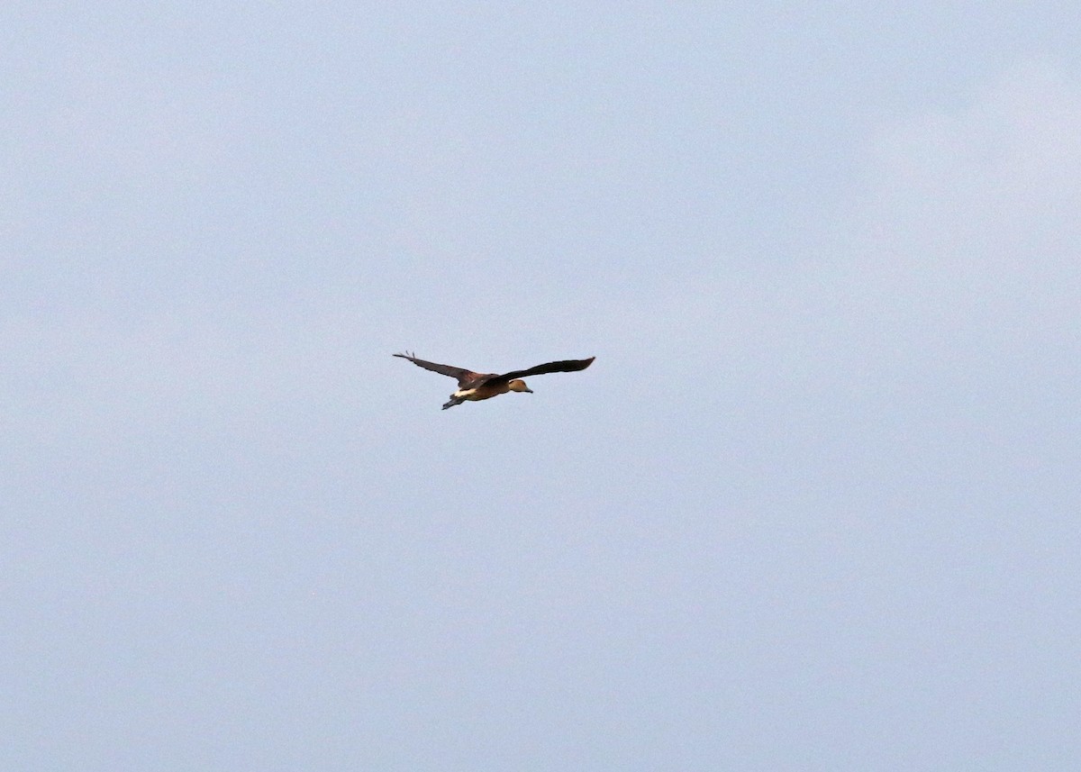 Fulvous Whistling-Duck - ML613246249