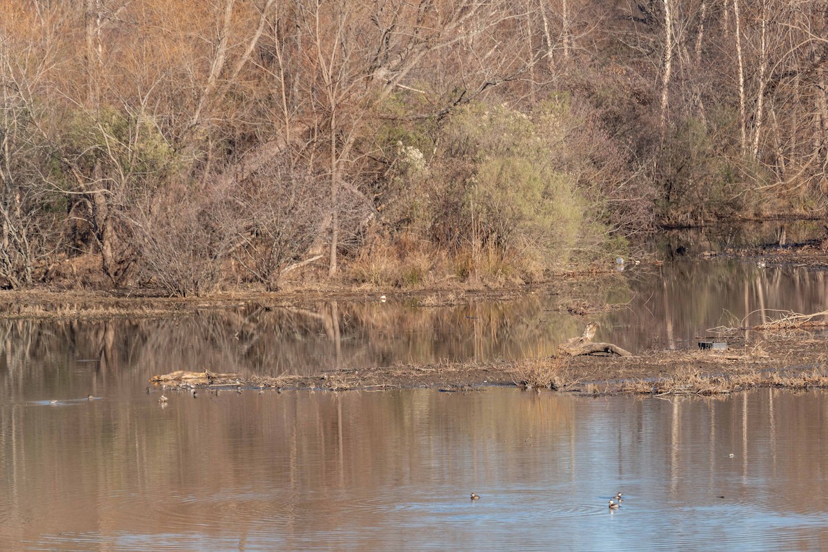 Wilson's Snipe - Niki Robertson